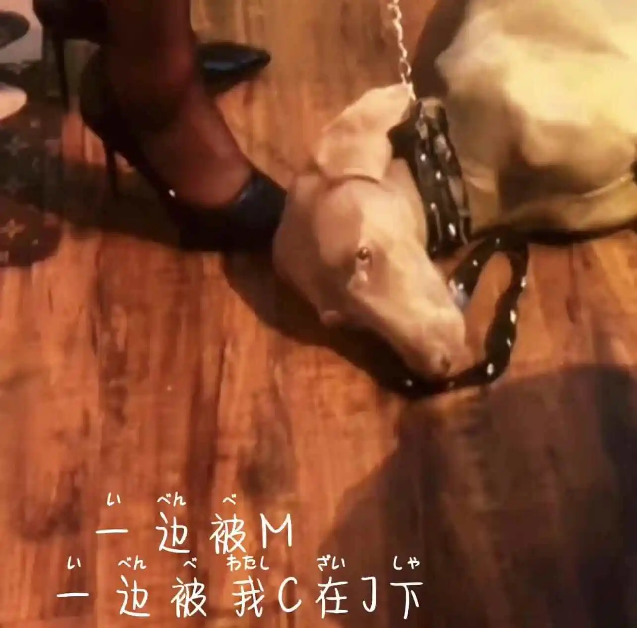 西檬之家字母圈新手如何入圈?读懂这些关键术语 一